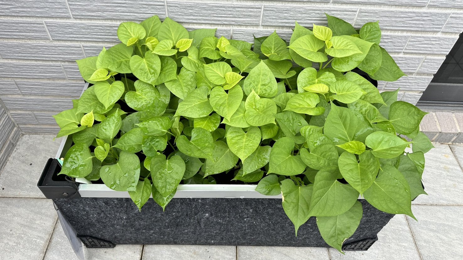 Agriculture & Gardening Supplies